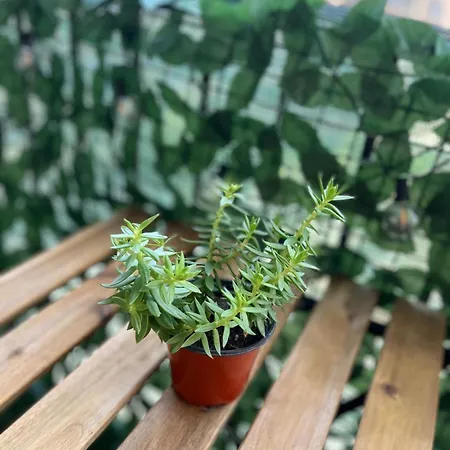 Lägenhet Dolce Sicily A 1km Dal Centro *